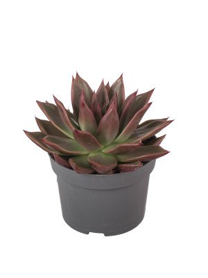 Эхеверия Антарис Эхеверия Антарис