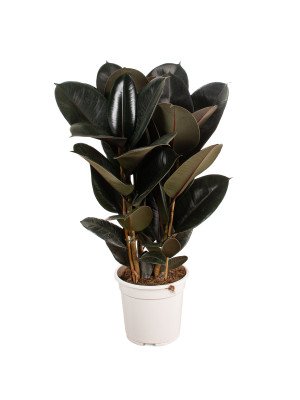 Фикус Абиджан Фикус Абиджан