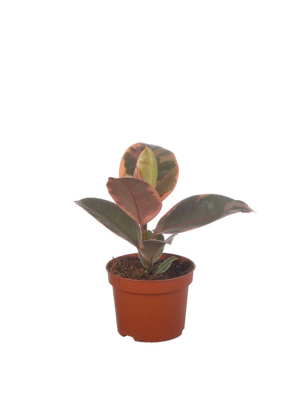 Фикус Белиз Фикус Белиз