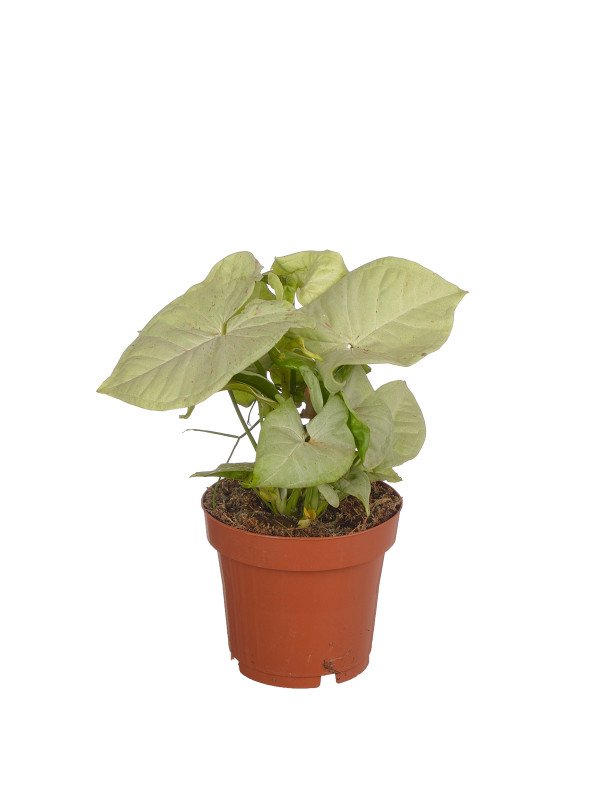 Сингониум Конфетти