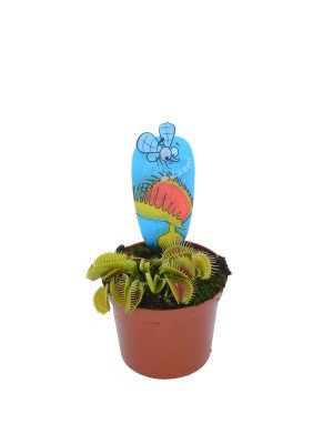 Дионея Дионея