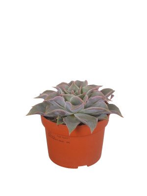 Эхеверия Марадиба Эхеверия Марадиба