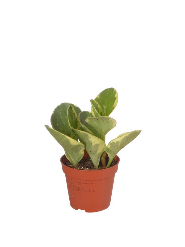 Пеперомия ‘Вариегата’