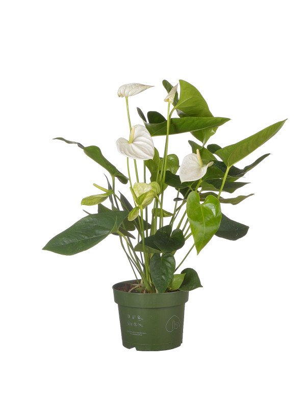 Антуриум ‘Аляска’