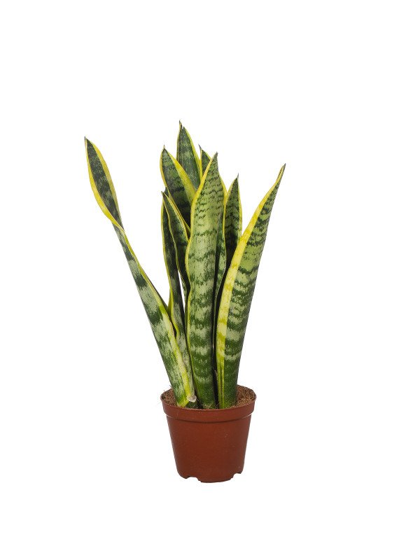 Сансевиерия Лаурентия Сансевиерия Лаурентия