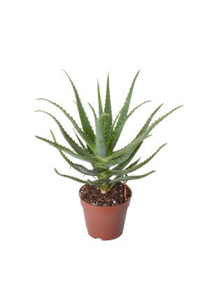 Алоэ древовидное Алоэ древовидное