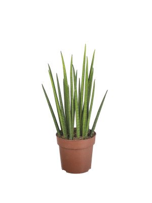 Сансевиерия Микадо