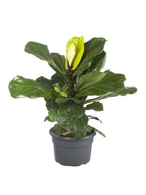 Фикус Лирата Фикус Лирата