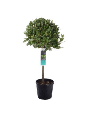 Лавр на штамбе