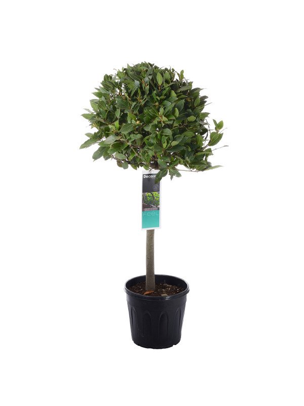 Лавр на штамбе