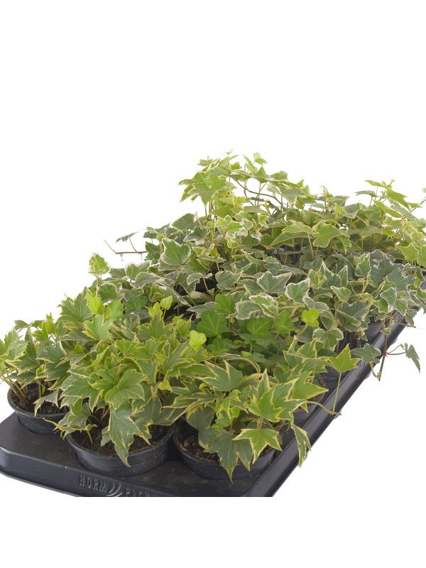 Хедера микс