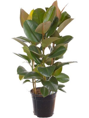 Фикус ‘Робуста’ Фикус ‘Робуста’