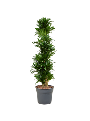 Драцена Компакта