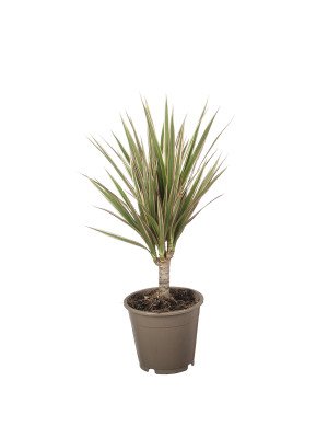 Драцена Биколор штамб