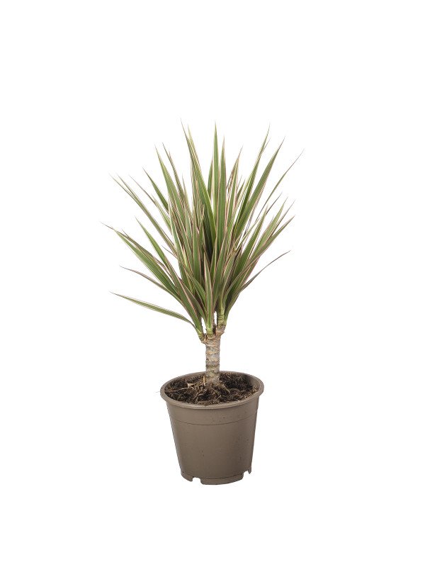 Драцена Биколор штамб Драцена Биколор штамб