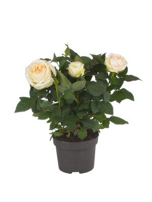 Роза Кордана ‘Белами’ Роза Кордана ‘Белами’