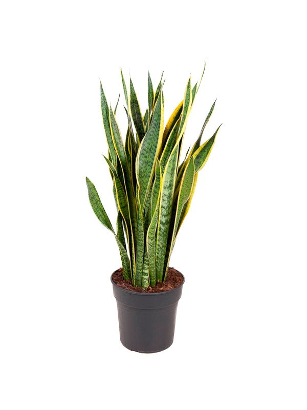 Сансевиерия Лаурентия Сансевиерия Лаурентия