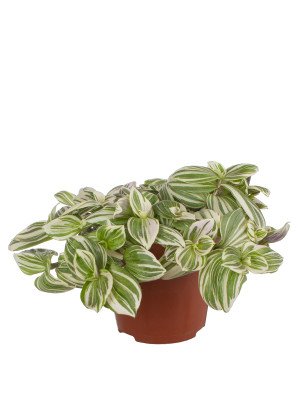 Традесканция Брайтнесс