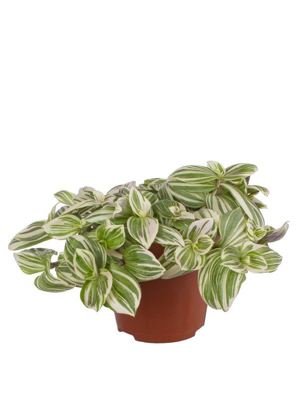 Традесканция Брайтнесс