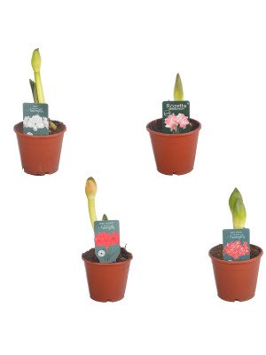 Гиппеаструм микс 2 Цв