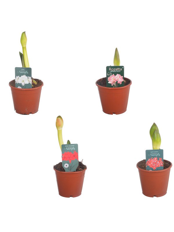 Гиппеаструм микс 2 Цв