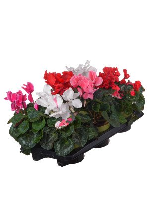 Цикламен Хэлиос Карли