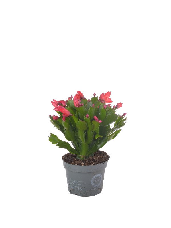 Шлюмбергера Ред Шлюмбергера Ред