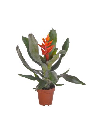 Эхмея Пепита Элегант Флэйм Эхмея Пепита Элегант Флэйм