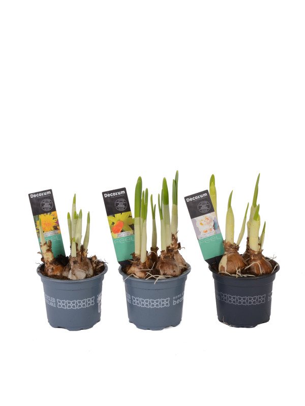 Нарцисс микс