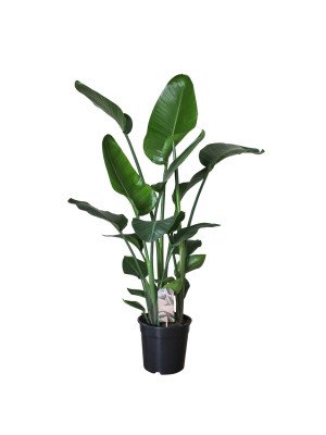 Стрелиция Николай