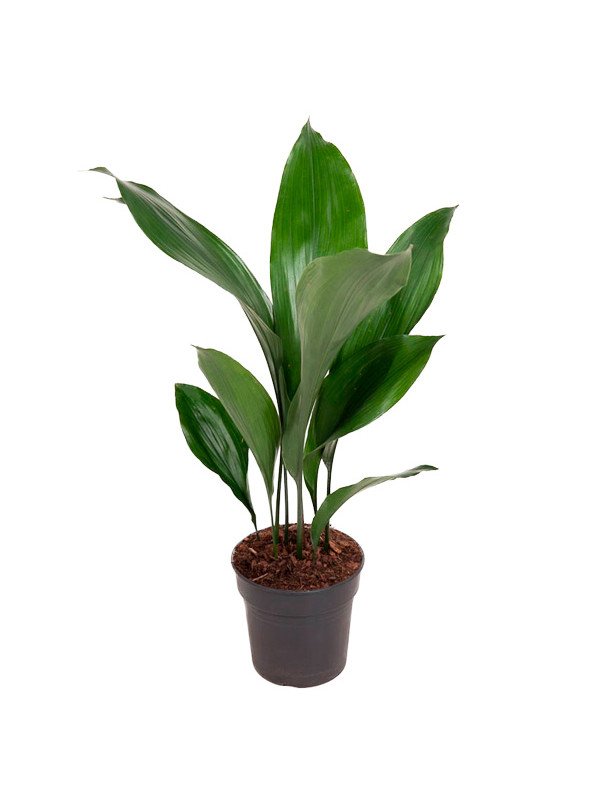 Аспидистра Элатиор