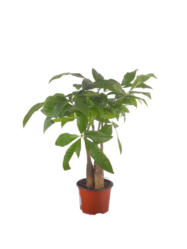 Пахира Агуатика Пахира Агуатика