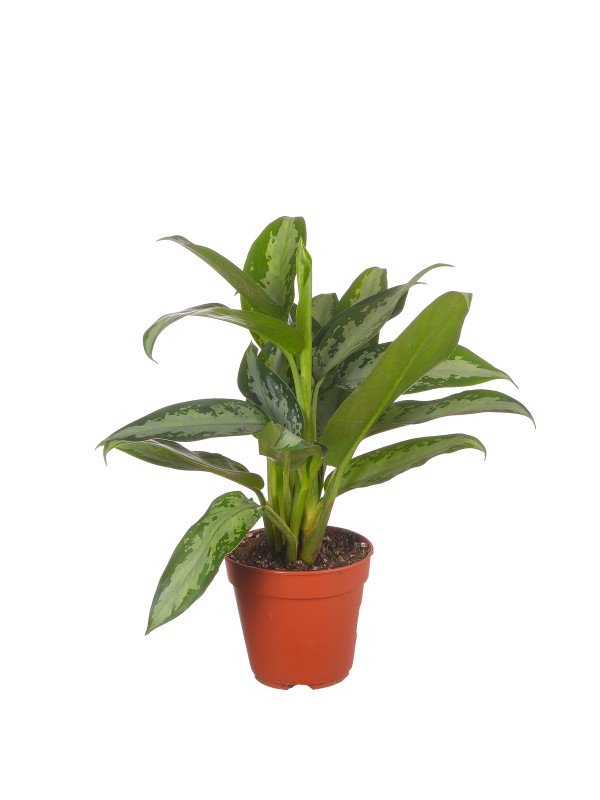 Аглаонема Джубайли Аглаонема Джубайли