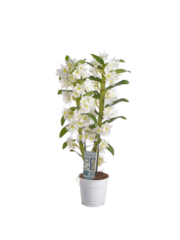 Орхидея Дендробиум Аполлон 2 Цв