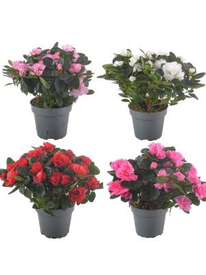 Азалия Хельмут Фогель