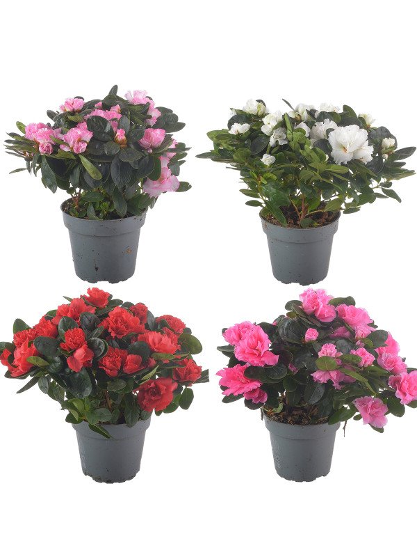 Азалия Хельмут Фогель