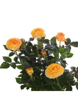 Роза Кордана Гранде