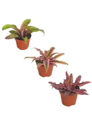 Криптантус микс Криптантус микс