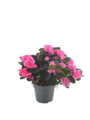 Азалия Хельмут Фогель