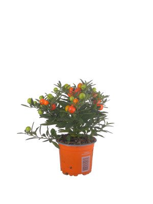 Соланум Соланум