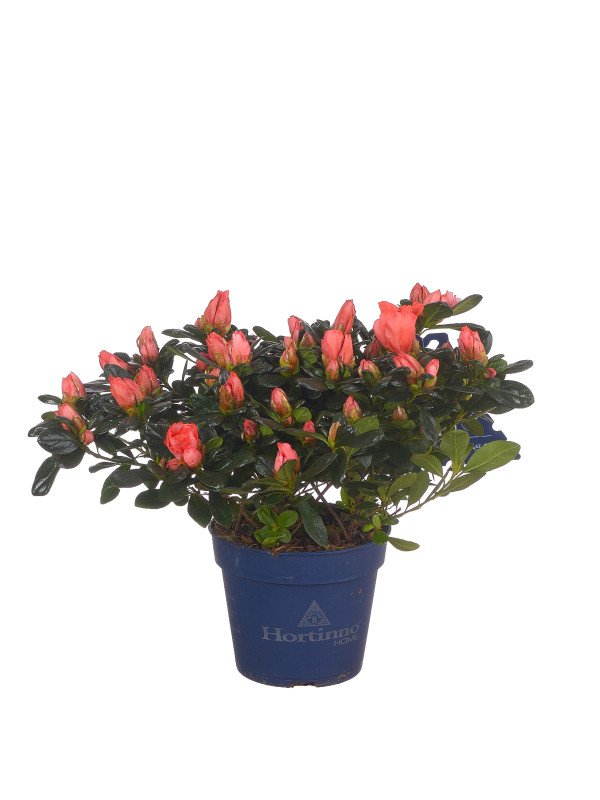 Азалия Симса ‘Хортинно’ микс