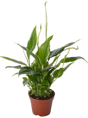 Спатифиллум ‘Шопен’ Спатифиллум ‘Шопен’