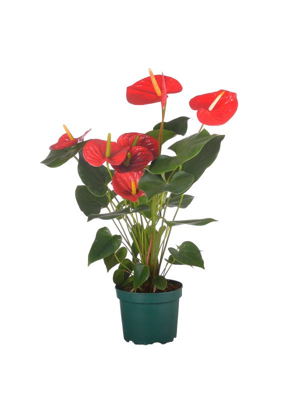 Антуриум Айдахо Антуриум Айдахо