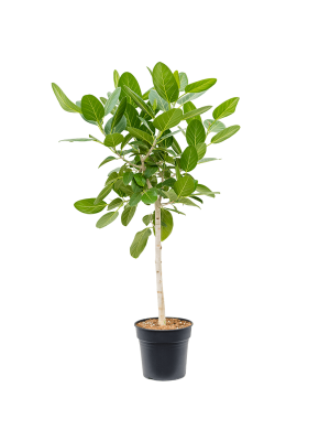 Фикус Одри штамб