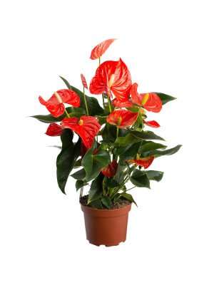 Антуриум Флорида Антуриум Флорида