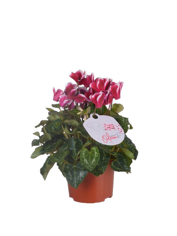 Цикламен Фуджи Цикламен Фуджи