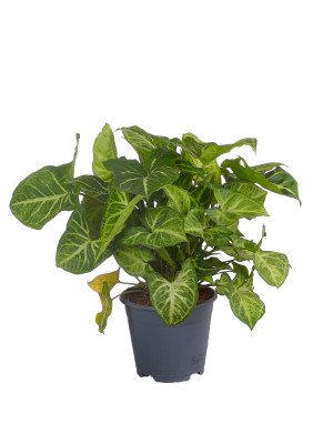 Сингониум Арроу