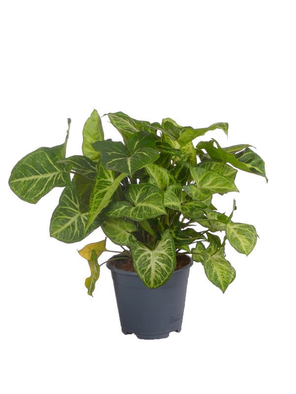 Сингониум Арроу