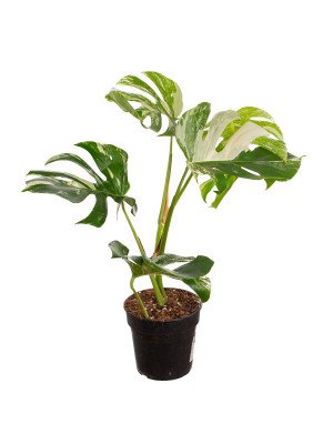 Монстера Вариегата