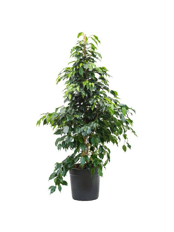 Фикус Бенджамина Даниэль Фикус Бенджамина Даниэль